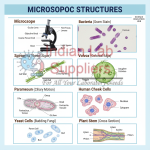 Microscopic Structures